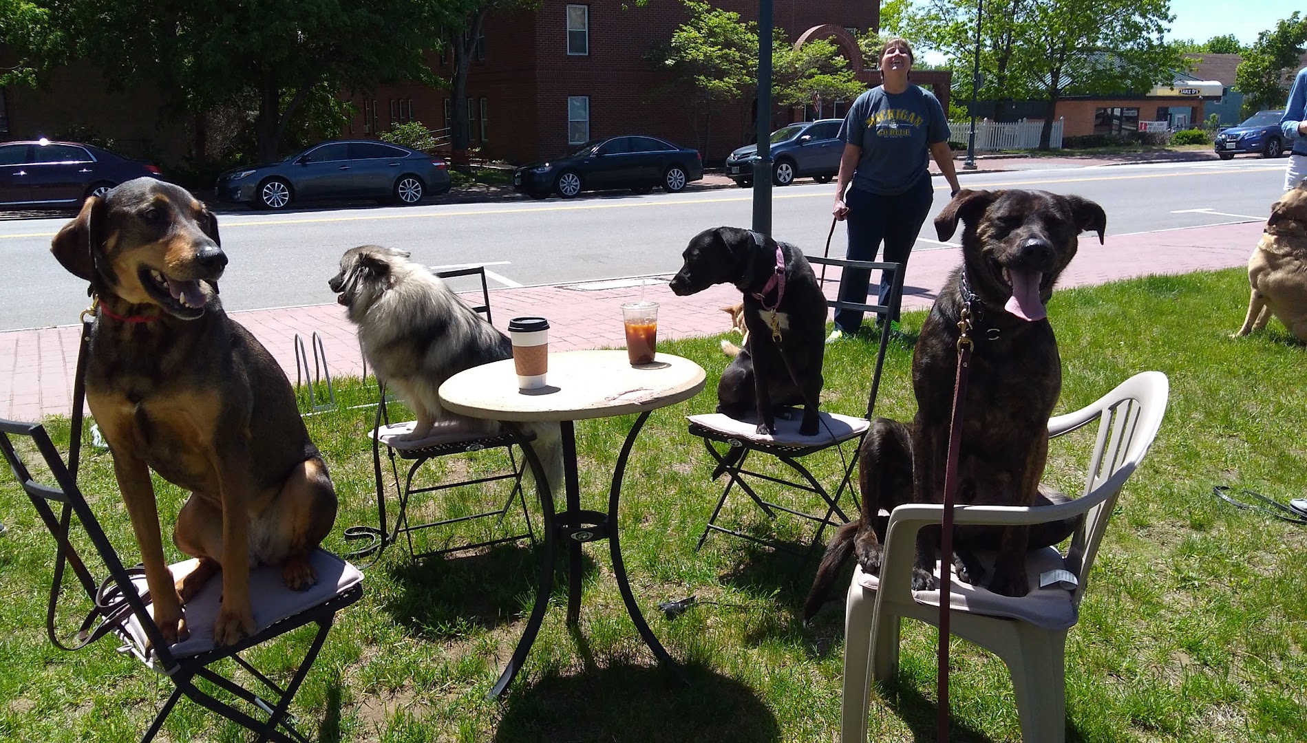 Fortunate K9 Dog and Owner Training