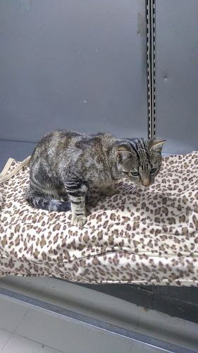 Chillán 444, 3070801 San Fernando, O'Higgins