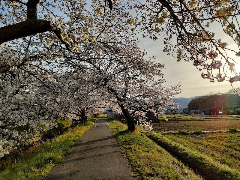 十七川桜並木