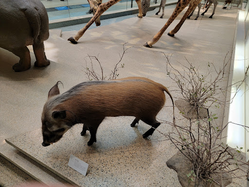 Gift Shop «Smithsonian Museum of Natural History Gift Shops», reviews and photos, 10th St NW & Constitution Avenue Northwest, Washington, DC 20004, USA