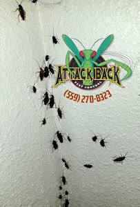 Attack Back Pest Control - Photo 1 - Car repair in , Fresno