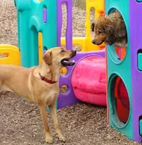 Camp K-9 of Marin - Car repair in Corte Madera, CA, Vallejo - Rated 4.6/5