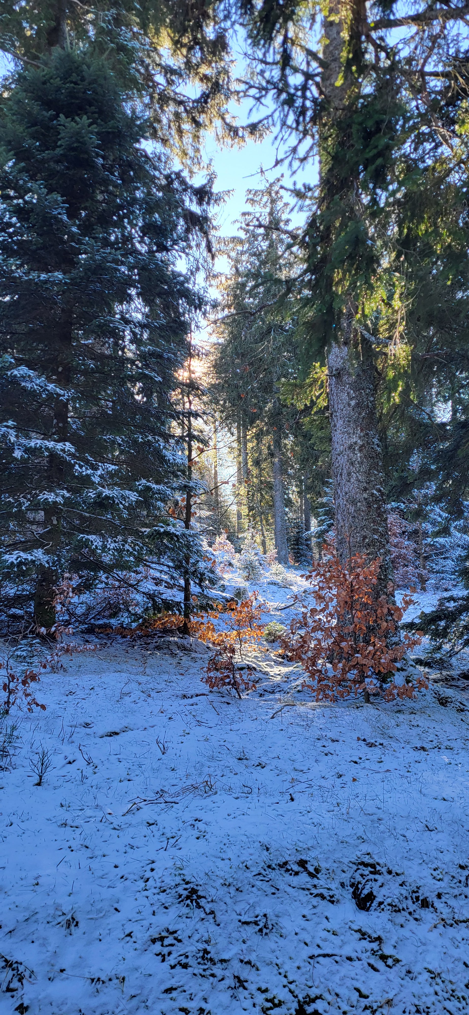 Photo n° 2 de l'avis de pleinouest. fait le 25/01/2024 à 15:43