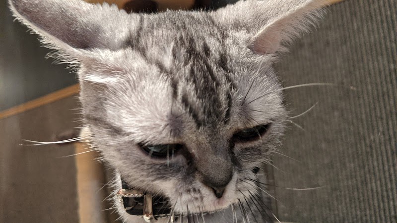 猫カフェ 猫喫茶 空陸家 広島本通店 広島県広島市中区紙屋町 カフェ 喫茶 カフェ グルコミ