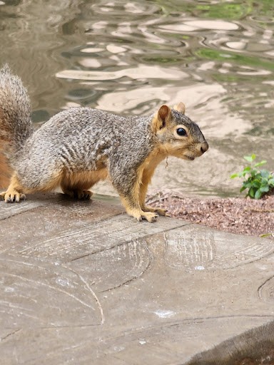 Art Museum «Briscoe Western Art Museum», reviews and photos, 210 W Market St, San Antonio, TX 78205, USA