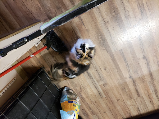 Pet Groomer «Animal Kingdom Grooming», reviews and photos, 339 S Santa Fe Ave, Pueblo, CO 81003, USA