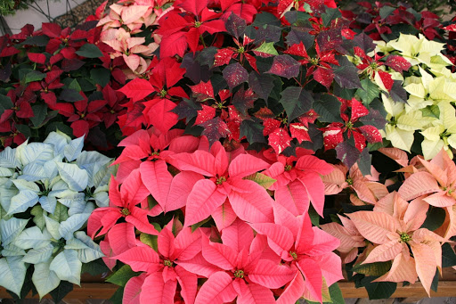 Florist «Countryside Flower Shop», reviews and photos, 5301 E Terra Cotta Ave, Crystal Lake, IL 60014, USA