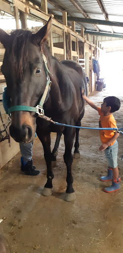 Horse rental service Hamilton