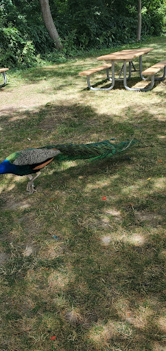 Zoo «Arctic Ring of Life», reviews and photos, 8450 W 10 Mile Rd, Royal Oak, MI 48067, USA