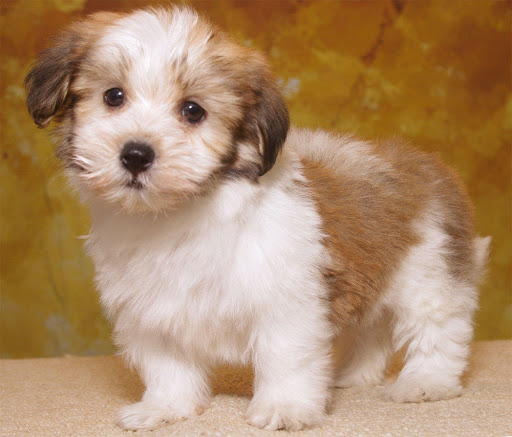 Pet Store «The Pet Pad», reviews and photos, 1239 NW Maynard Rd, Cary, NC 27513, USA