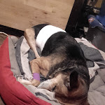 Photo n° 1 de l'avis de zafisainana.a fait le 23/03/2018 à 19:40 pour Clinique Vétérinaire Santévéto à Pantin