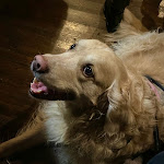 Photo n°1 de l'avis de Marilena.e fait le 26/05/2023 à 18:28 sur le  Berk the pub à Pistoia