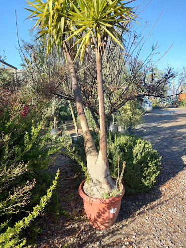 Opiniones de Vivero Anasac en Nogales - Centro de jardinería