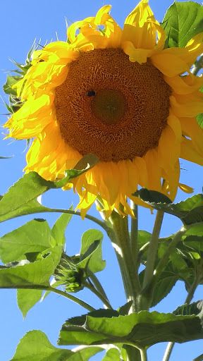 Park «A.M. Kennedy Park», reviews and photos, 10200 SW Kennedy St, Beaverton, OR 97005, USA