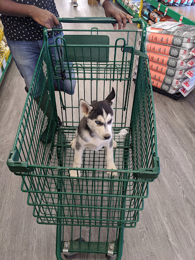 Pet Supply Store «Pet Supplies Plus», reviews and photos, 3100 Manchester Rd, Akron, OH 44319, USA