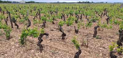 GEVREY CHAMBERTIN T.C. à Gevrey-Chambertin