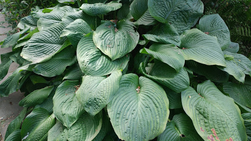 Garden «Conservatory Garden», reviews and photos, 402 5th Ave, New York, NY 10029, USA