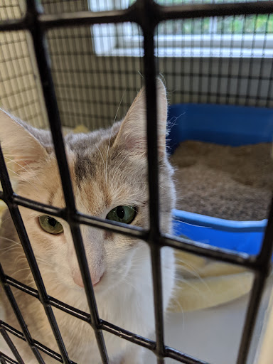 Northwest SPCA image
