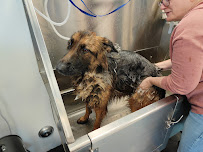 Rub A Dub Dog Care - Photo 3 - Car repair in Suffolk, VA, Chesapeake
