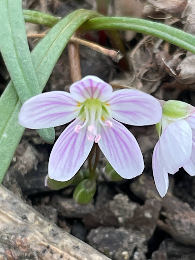 Nature Preserve «Leonard Preserve», reviews and photos, N Union St, Manchester, MI 48158, USA