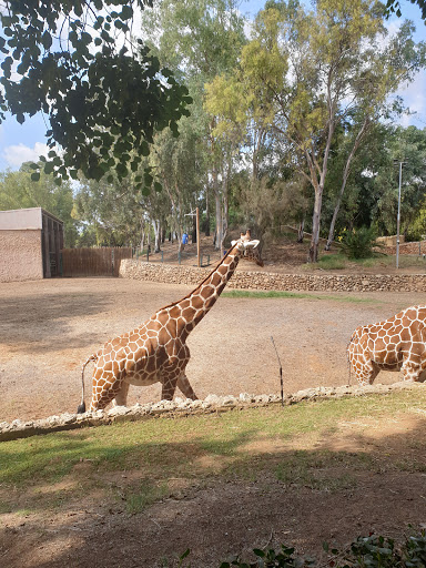 Safari Ramat Gan