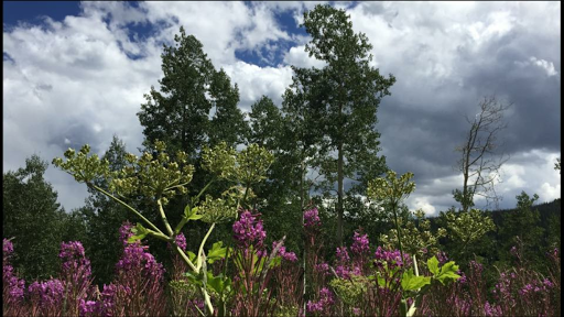 Explore norwegian tattoo ideas, creative tattoo ideas in Glenwood Springs, available at Hole In the Wall Tattoos and Piercing, LLC