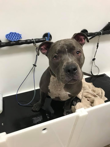 Pet Supply Store «EarthWise Pet Supply - Richardson», reviews and photos, 1310 W Campbell Rd #128, Richardson, TX 75080, USA