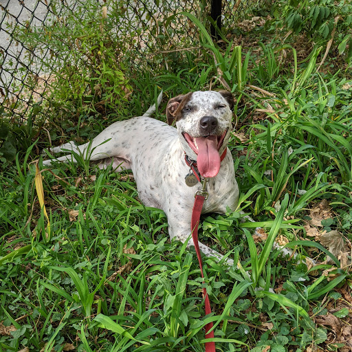 Pet Supply Store «Sprocket & Stone», reviews and photos, 1013 E 53rd St, Chicago, IL 60615, USA