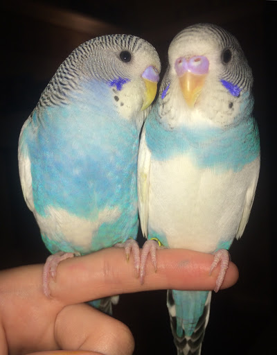 Pet Supply Store «Petco Animal Supplies», reviews and photos, 1465 Woodbury Ave, Portsmouth, NH 03801, USA