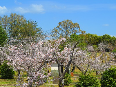 桜の名所 甘木公園
