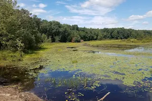 Great Pond/Massacoe State Forest image