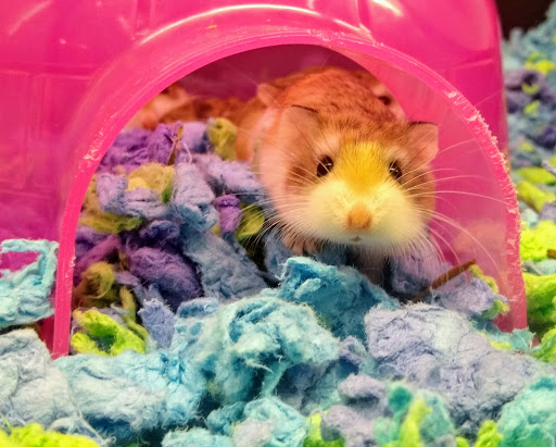 Pet Supply Store «PetSmart», reviews and photos, 830 Pelham Pkwy, Pelham, NY 10803, USA