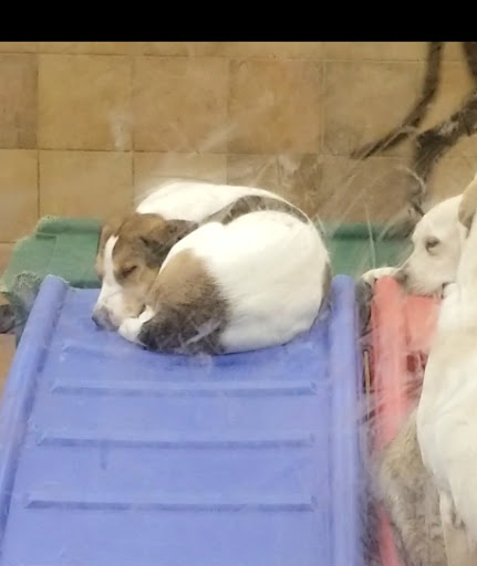 Pet Supply Store «PetSmart», reviews and photos, 3500 S Glenstone Ave, Springfield, MO 65804, USA