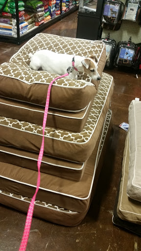 Pet Store «Choice Pet Market», reviews and photos, 20028 N 67th Ave, Glendale, AZ 85308, USA