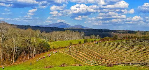 Vineyard «Kaya Vineyard & Winery», reviews and photos, 5400 Town Creek Rd, Dahlonega, GA 30533, USA