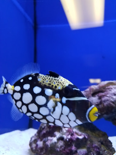 Tropical Fish Store «Exotic Aquatics», reviews and photos, 2929 Custer Rd #317, Plano, TX 75075, USA