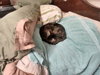 Angels To The Rescue Pet Sitting - Photo 8 - Car repair in , Scranton