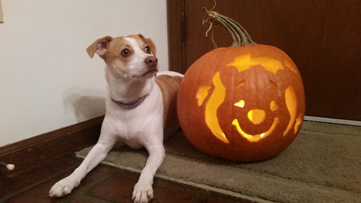 Pet Supply Store «Pet Supplies Plus», reviews and photos, 2424 W State St, Alliance, OH 44601, USA