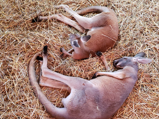 Produce Market «Didier Farms», reviews and photos, 16678 Aptakisic Rd, Lincolnshire, IL 60069, USA