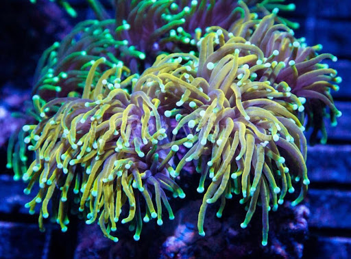 Tropical Fish Store «Reefwise», reviews and photos, 5401 Patton Dr #105, Lisle, IL 60532, USA