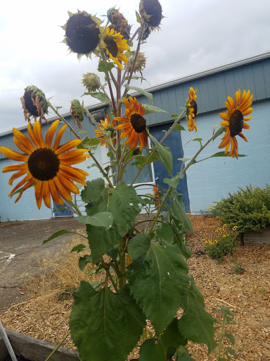 Park «Guy Lee Park», reviews and photos, 890 Darlene Ave, Springfield, OR 97477, USA