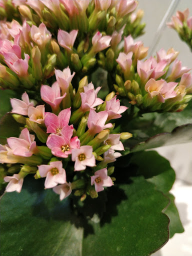 Florist «Thrifty Florist Ann Arbor», reviews and photos, 3021 Carpenter Rd, Ypsilanti, MI 48197, USA