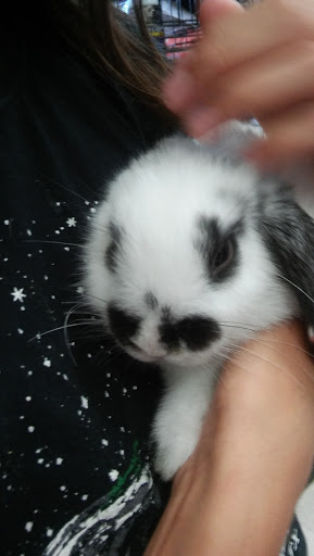 Pet Store «Petland Vineyard - San Antonio», reviews and photos, 1309 North Loop 1604 W #101, San Antonio, TX 78258, USA