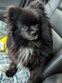 Hart's Pet Stop - Photo 8 - Car repair in , Salt Lake City