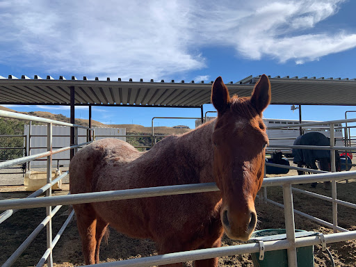 Mountain Meadows Ranch