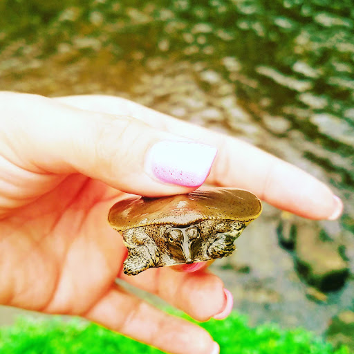 Park «A.B. Sawyer Park», reviews and photos, 9300 Whipps Mill Rd, Louisville, KY 40242, USA