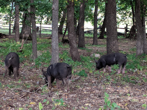 History Museum «OIiver Kelley Farm», reviews and photos, 15788 Kelly Farm Rd NW, Elk River, MN 55330, USA