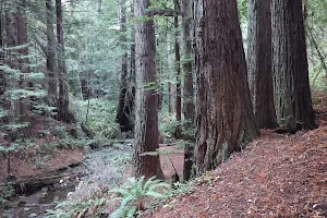 Purisima Creek Redwoods Open Space Preserve image