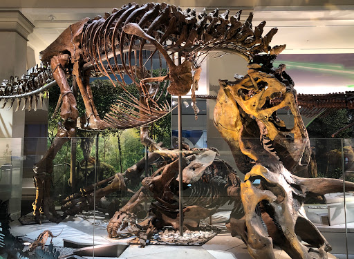 Gift Shop «Smithsonian Museum of Natural History Gift Shops», reviews and photos, 10th St NW & Constitution Avenue Northwest, Washington, DC 20004, USA