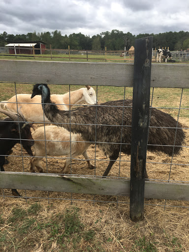 Zoo «Petting zoo Ocala», reviews and photos, 11150 FL-40, Ocala, FL 34482, USA